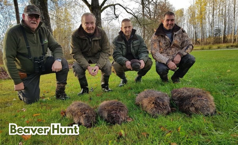 Beaver hunt