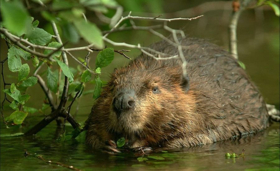Beaver hunt